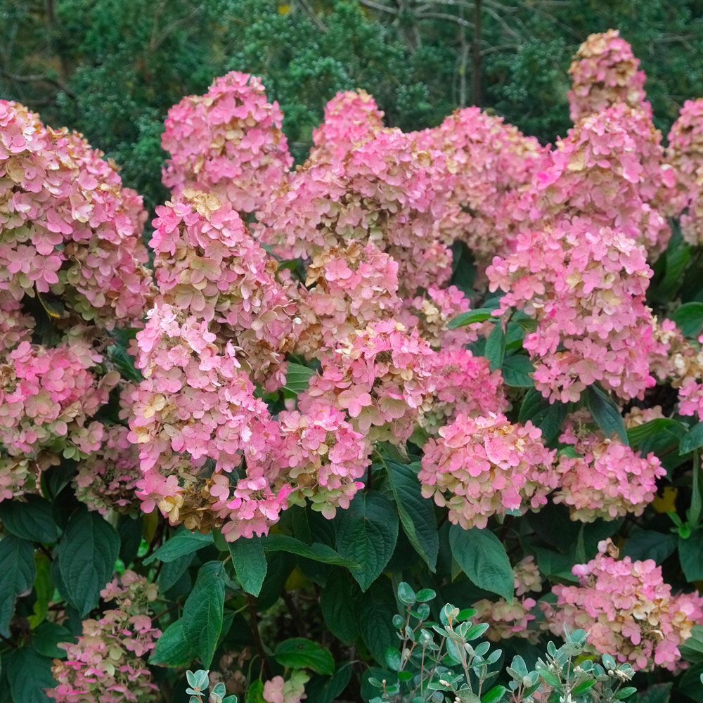 Hydrangea paniculata "Pink Diamond"